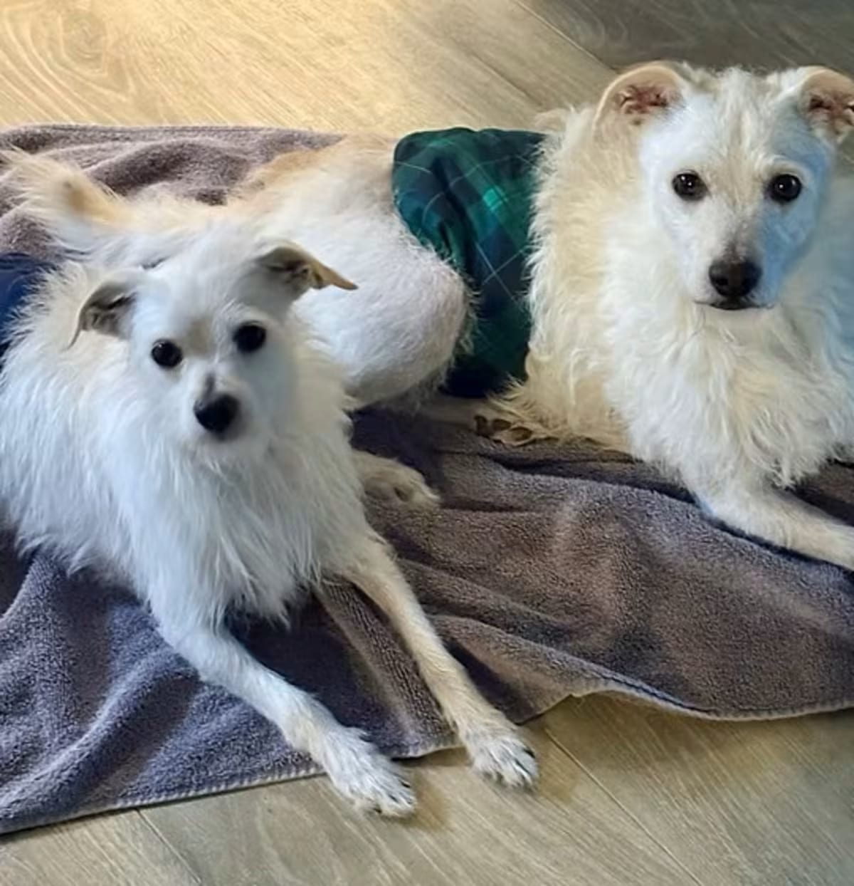 Photo of Fred and Ned, adoptable Jack Russell Terrier/Chihuahua in Star, Idaho