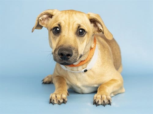 Photo of Wonka, adoptable Chihuahua in Phoenix, Arizona