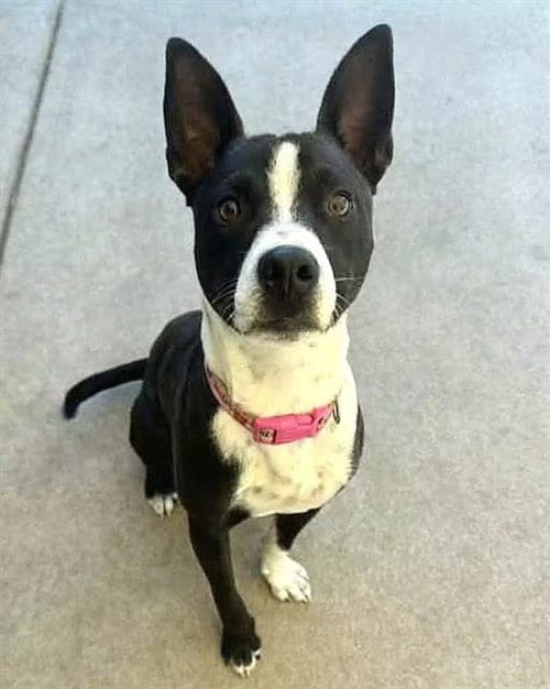 Photo of Terrence, adoptable Pit Bull Terrier in Sacramento, California