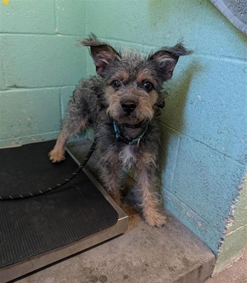 Photo of Craigery, adoptable Terrier in Sacramento, California