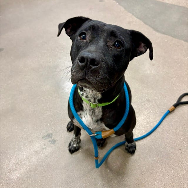 Photo of Alora, adoptable dog