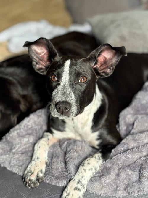 Photo of Wren, adoptable Pointer in Mooresville, North Carolina