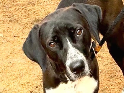 Photo of Francine, adoptable dog in Georgetown, Texas