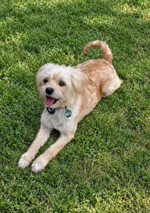 Photo of Odette aka Hair Do, adoptable Maltese in Lake Elsinore, California
