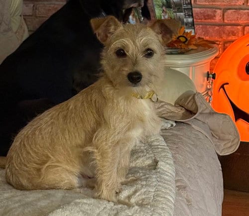 Photo of Clifford, adoptable Terrier in Willingboro, New Jersey