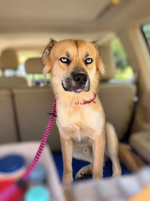 Photo of Mac, adoptable Terrier in Liverpool, New York