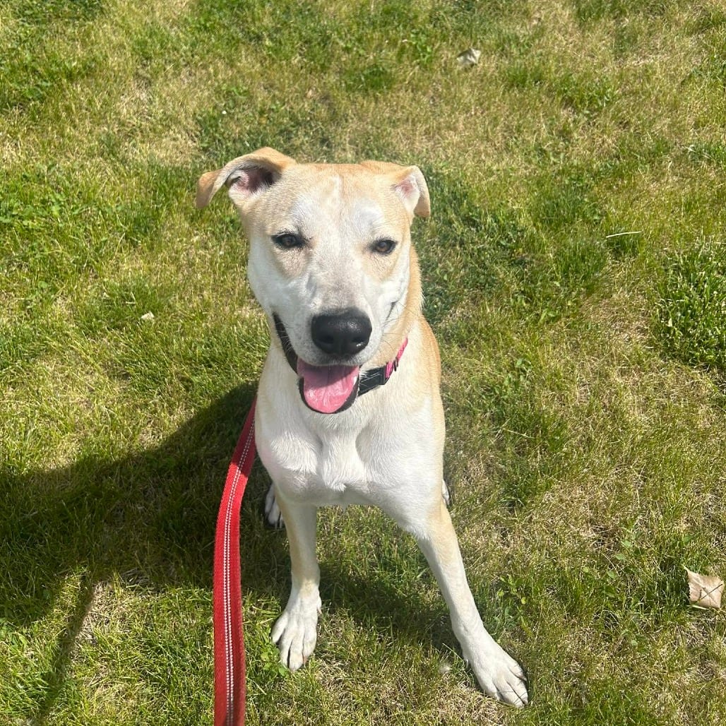 Photo of Macy, adoptable Whippet / Mix in Riverwoods, Illinois