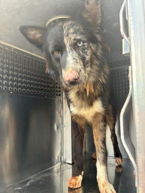Photo of Moon, adoptable Australian Shepherd in Phoenix, Arizona