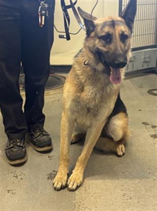 Photo of Timmy, adoptable German Shepherd Dog in Camarillo, California