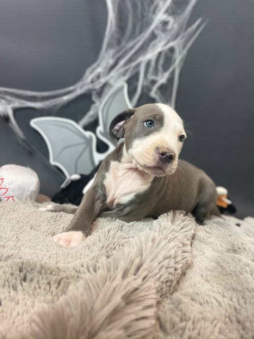 Photo of Michael Myers, adoptable Pit Bull Terrier in Phoenix, Arizona