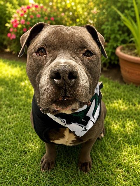 Photo of Hulk, adoptable Bulldog in Miami, Florida