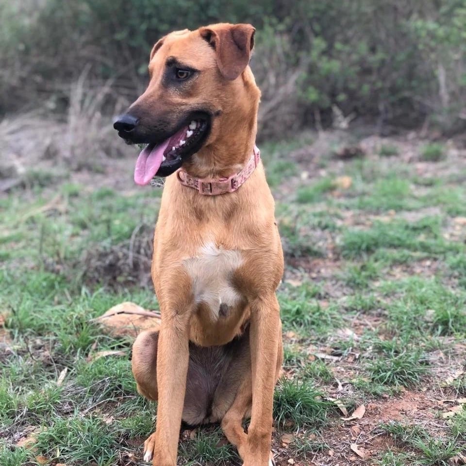 Photo of Ayura, adoptable Mixed Breed (Medium) in Bend, Oregon