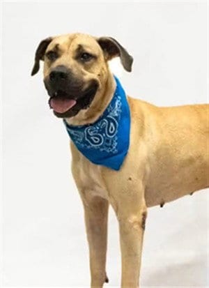 Photo of Scooby, adoptable Terrier in Sanford, Florida