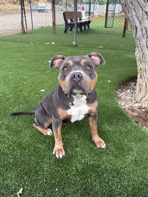 Photo of Alexis, adoptable Pit Bull Terrier in Castaic, California