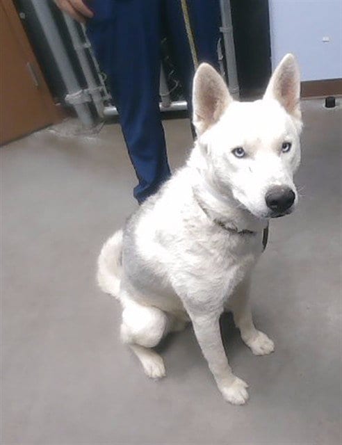 Photo of Dragon, adoptable Siberian Husky in Mesa, Arizona