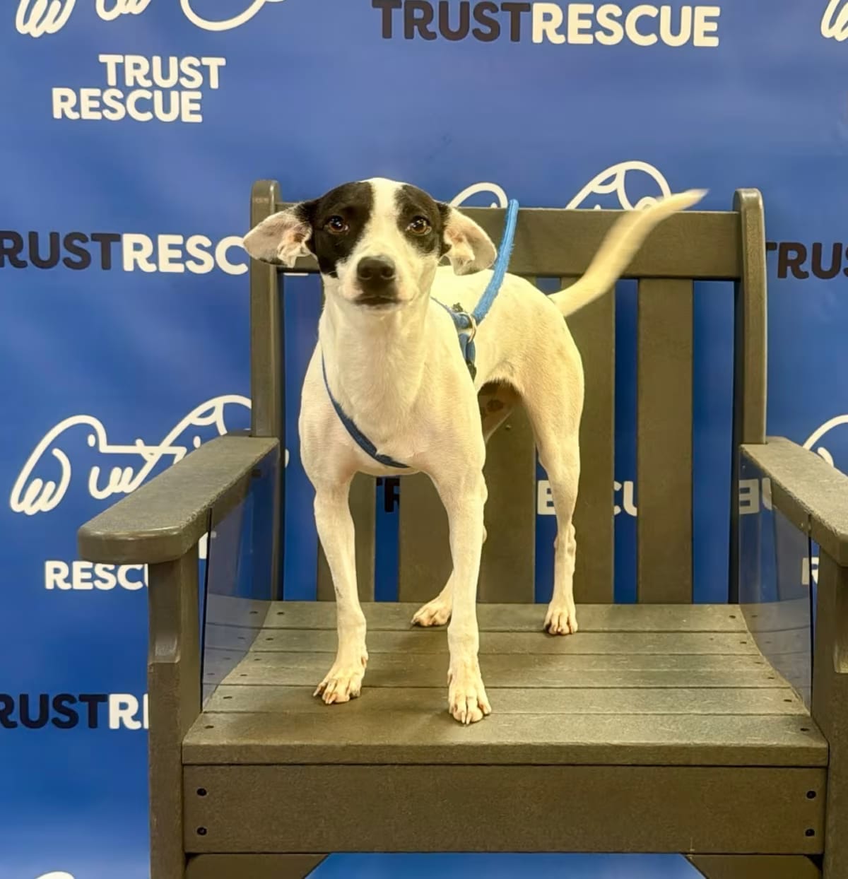 Photo of Lark, adoptable Terrier (Unknown Type, Medium)/Mixed Breed (Small) in Atco, New Jersey
