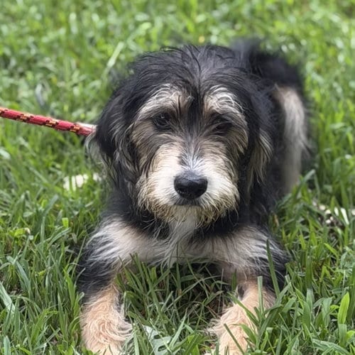 Photo of Bella, adoptable Schnauzer in Yardley, Pennsylvania
