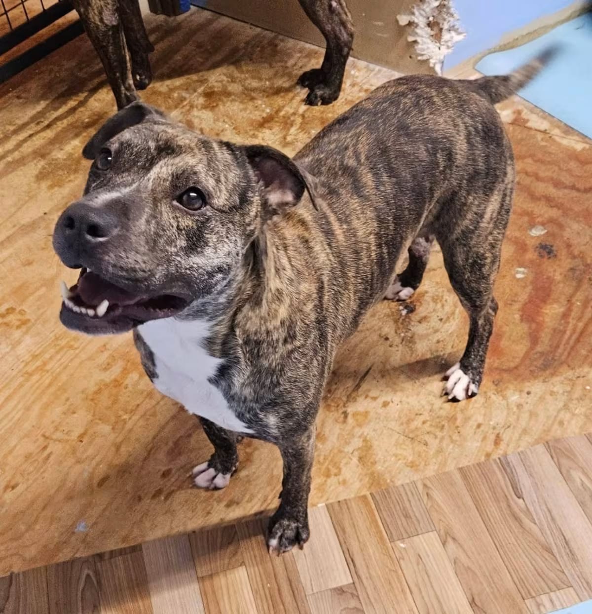 Photo of Bonnie, adoptable American Staffordshire Terrier in Cleveland, Tennessee