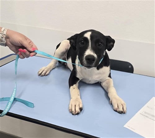 Photo of Juniper, adoptable American Pit Bull Terrier in Mesa, Arizona