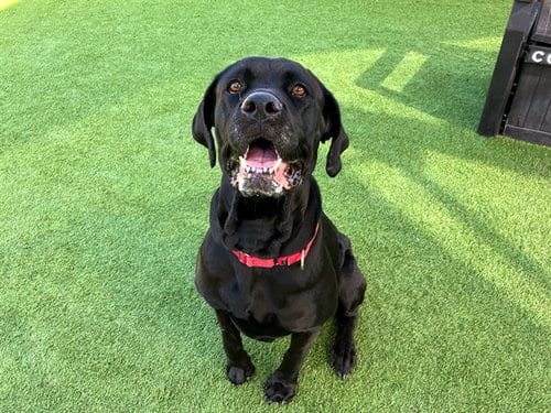 Photo of Dollop, adoptable Cane Corso Mastiff in Orange, California