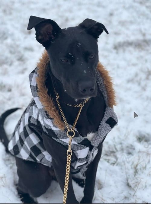 Photo of Travis, adoptable Labrador Retriever in Cary, North Carolina