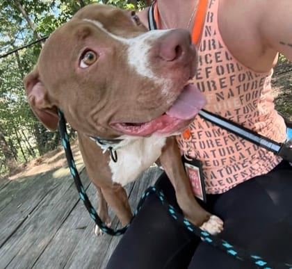 Photo of Chocofrog, adoptable dog in Baltimore, Maryland