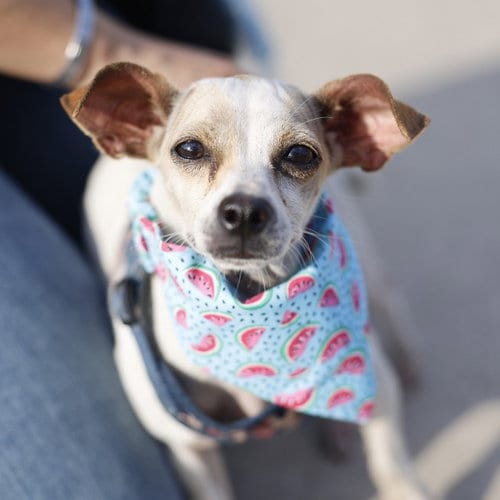 Photo of Frida, adoptable Chihuahua in San Antonio, Texas