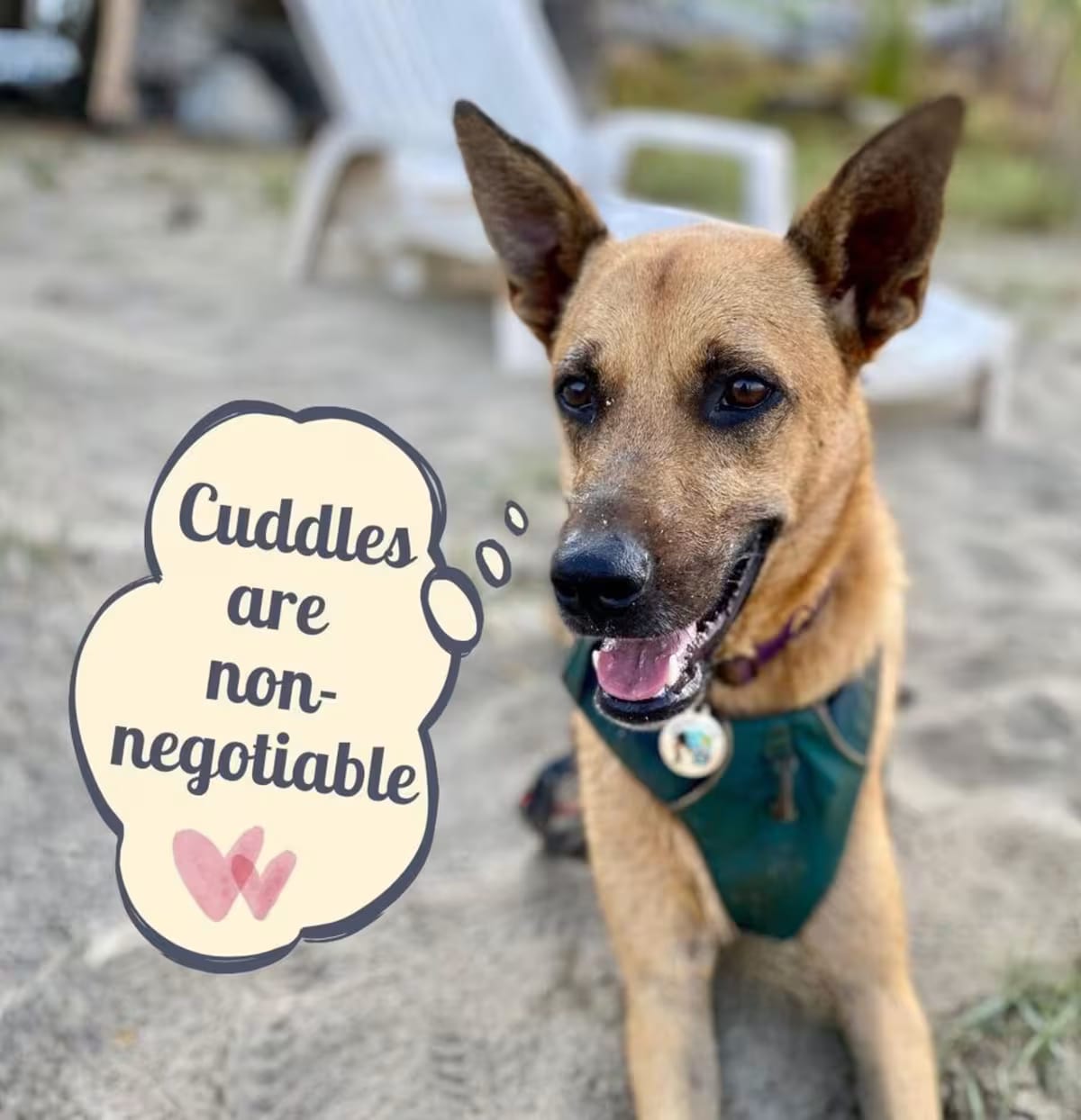 Photo of Ken, adoptable Mixed Breed (Medium)/Shepherd (Unknown Type) in Downey, California