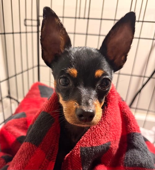 Photo of Gizmo aka Tiko (in foster), adoptable Chihuahua in Pottstown, Pennsylvania