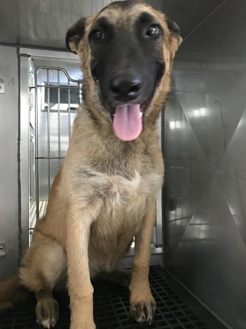 Photo of Howie, adoptable Belgian Shepherd Malinois in Dallas, Texas