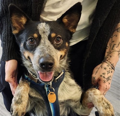 Photo of Blue, adoptable Australian Cattle Dog/Blue Heeler in Maryland, Missouri