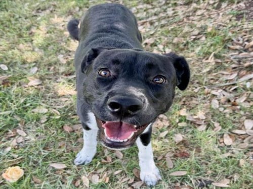 Photo of Shiloh, adoptable Staffordshire Bull Terrier in Houston, Texas