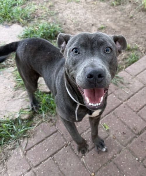 Photo of Zed, adoptable Staffordshire Bull Terrier in Houston, Texas