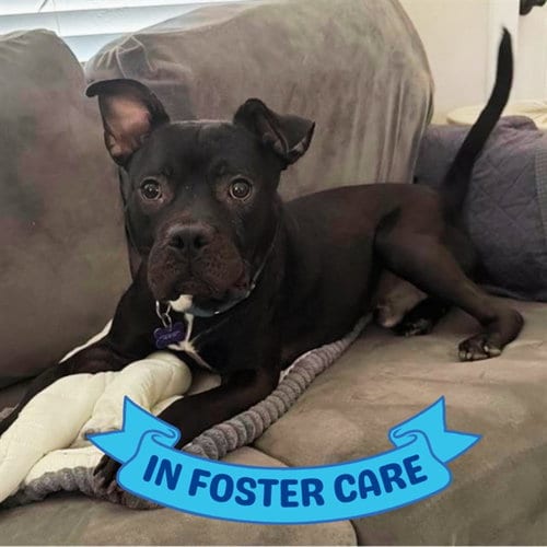 Photo of Butch, adoptable American Staffordshire Terrier in Tallahassee, Florida