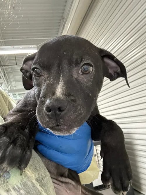 Photo of Woofles, adoptable Pit Bull Terrier in Las Vegas, Nevada