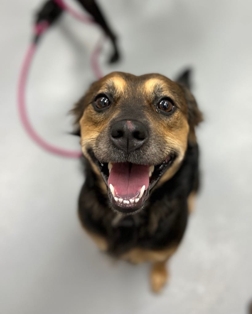 Photo of Roxie, adoptable Australian Kelpie in Hartsville, South Carolina