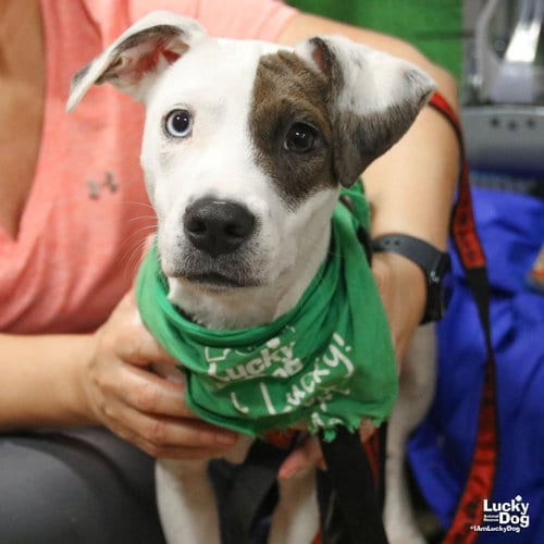 Photo of Charles, adoptable Jack Russell Terrier in Washington, District of Columbia
