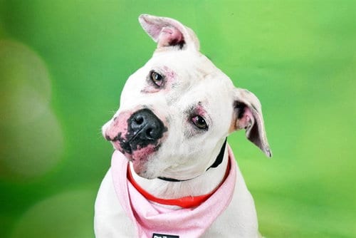 Photo of Mary Poppins, adoptable American Staffordshire Terrier in Ft Lauderdale, Florida