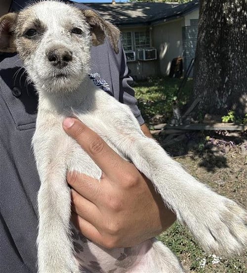 Photo of A663327, adoptable Miniature Schnauzer in Houston, Texas
