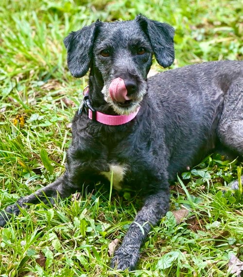Photo of Scotlyn, adoptable Sheep Dog in Berwick, Pennsylvania