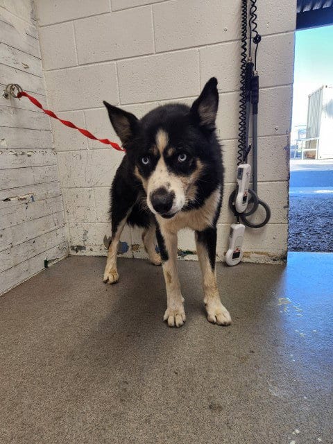 Photo of Frankie, adoptable Siberian Husky in San Bernardino, California