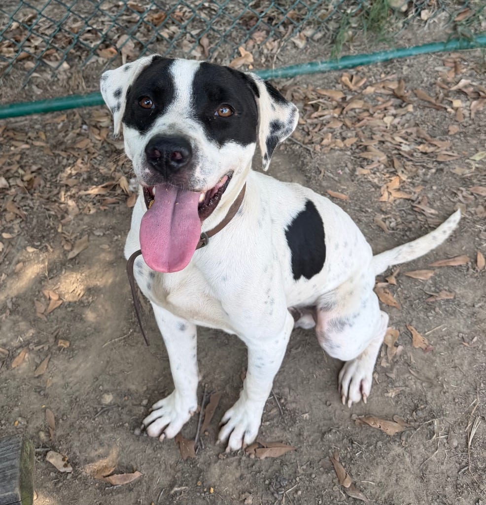 Photo of Tommy, adoptable Pointer in Little Rock, Arkansas