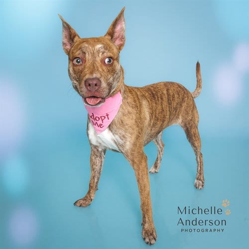 Photo of Daisy, adoptable Terrier in Corona, California