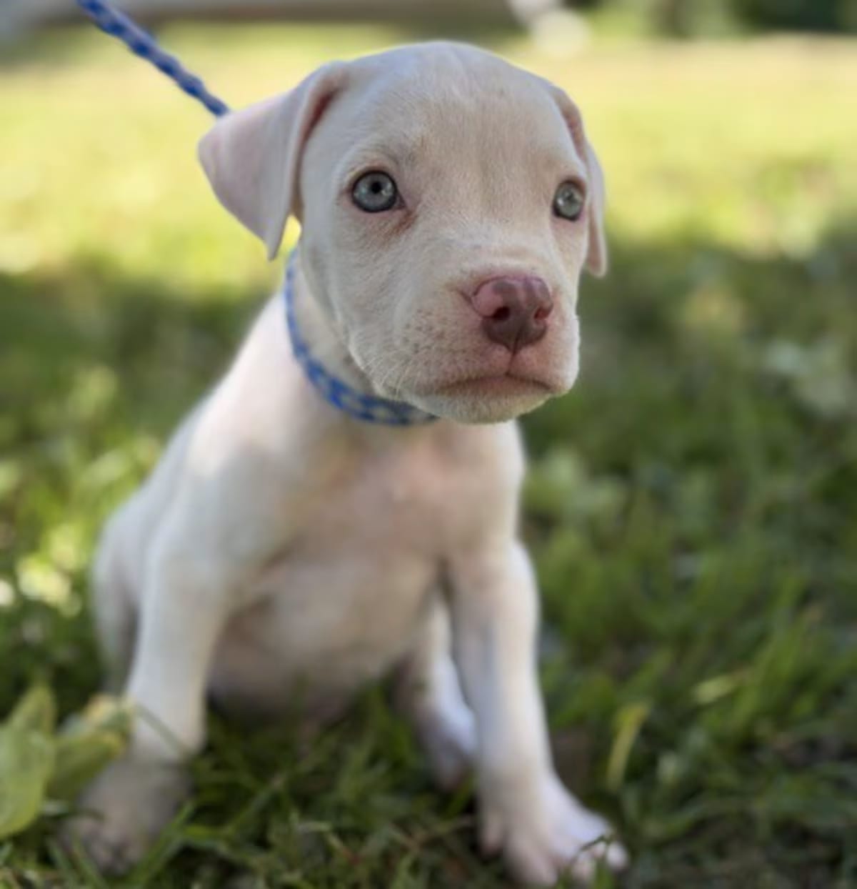 Photo of Waylon, adoptable American Pit Bull Terrier in Taylors, South Carolina