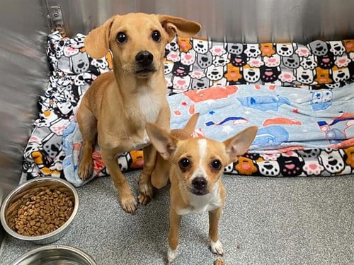 Photo of Hound, adoptable Chihuahua in Orange, California