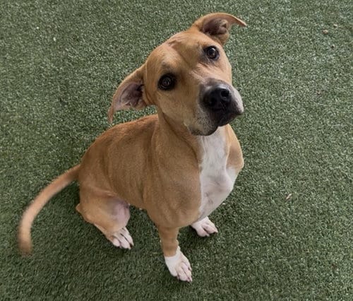 Photo of Weaver, adoptable Black Mouth Cur in Tavares, Florida