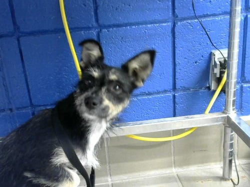 Photo of Tilly, adoptable Tibetan Terrier in Albuquerque, New Mexico