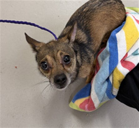 Photo of Lilipup, adoptable Chihuahua in Sanford, Florida