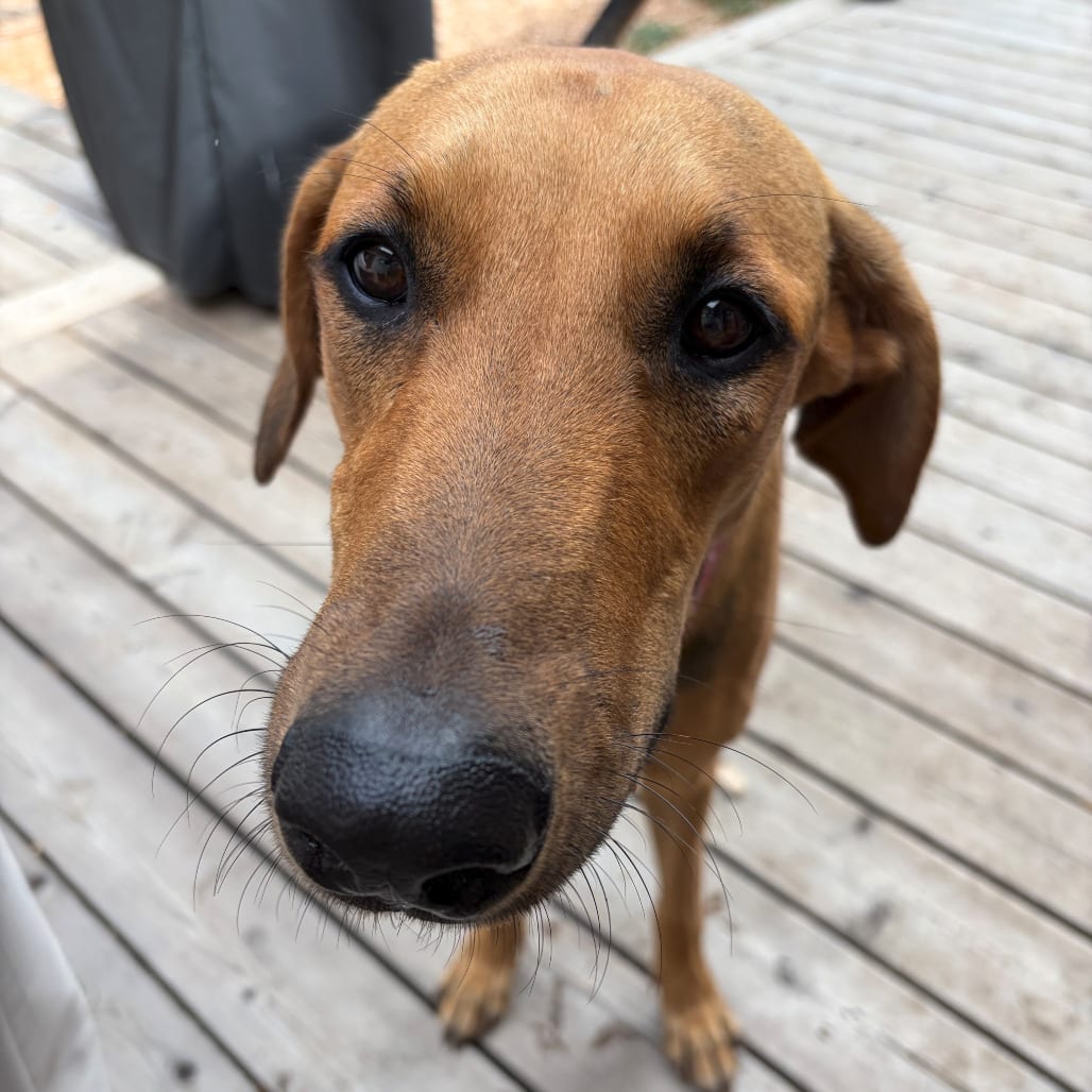 Photo of Luna, adoptable Coonhound, Redbone / Retriever, Labrador in San Antonio, Texas