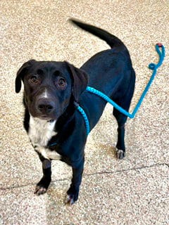 Photo of Pali, adoptable Labrador Retriever in Clyde, North Carolina